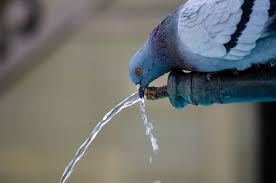 Pigeon-and-Mountain-water