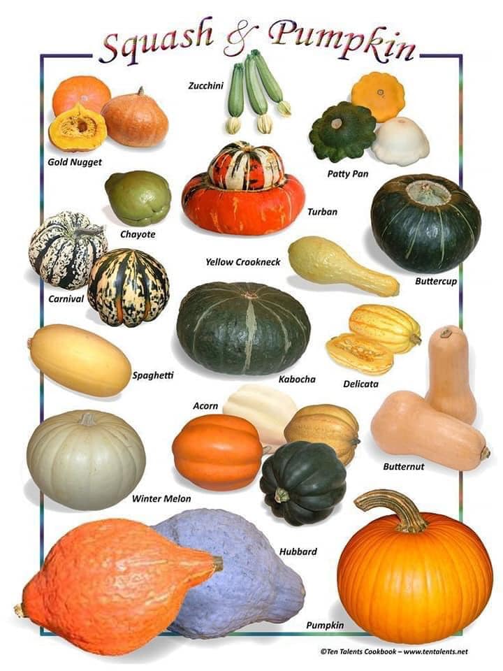  Squash-and-Pumpkins-with-names-and-pics.